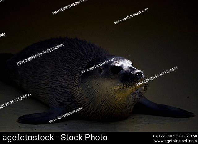20 May 2022, Schleswig-Holstein, Friedrichskoog: The seal ""Meike"" lies for the first time after the quarantine of the young animal at one of the outdoor pools...