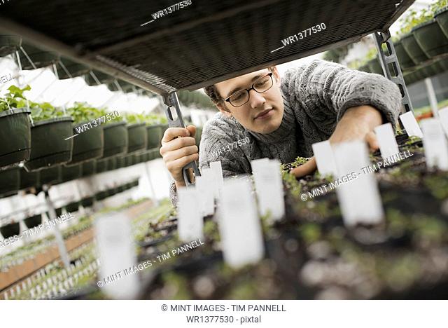 Spring growth in an organic plant nursery. A man checking trays of seedlings on a trolley