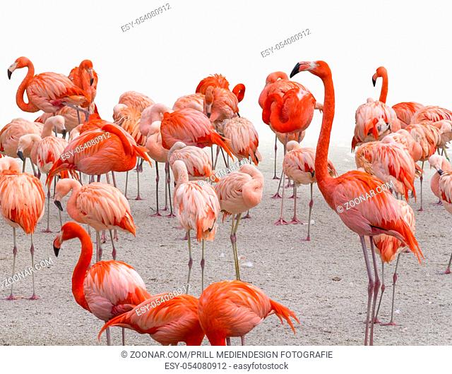 lots of red flamingos on sandy ground
