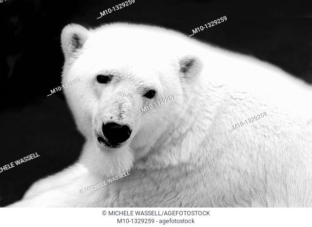 Close-up photo of a Polar Bear in black and white