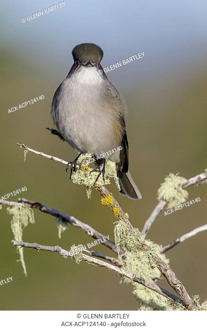 Fire-eyed Diucon (Xolmis pyrope) perched on a branch in Chile