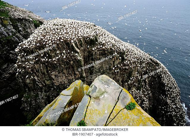 Bird rock with Northern Gannets (Morus bassanus), breeding colony, Cape St. Mary's, Newfoundland, Canada, North America