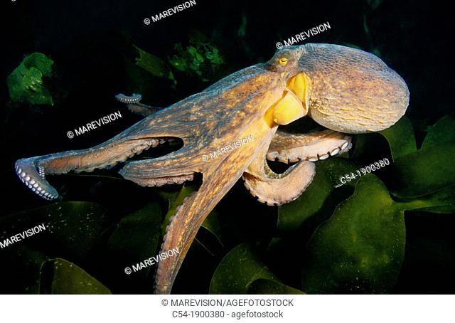 Octopus (Octopus vulgaris). Eastern Atlantic, Galicia, Spain