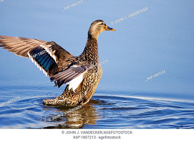 Mallard Duck female, Anas platyrhynchos, flapping its wings in a salt marsh  Richard DeKorte Park, Lyndhurst, NJ, USA