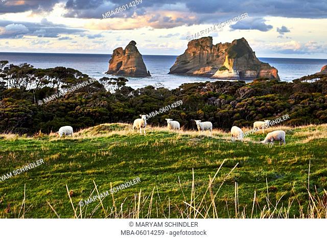 New Zealand, Puponga, Wharariki, sheep on green hill, sea and rock in the background