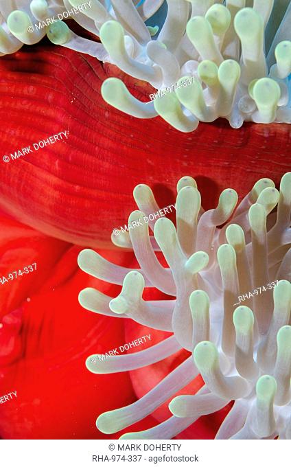 Close-up of mantle of magnificent anemone (Heteractis magnifica), Ras Mohammed National Park, off Sharm el-Sheikh, Sinai, Red Sea, Egypt, North Africa, Africa
