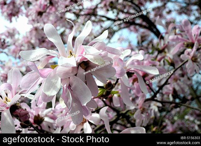 Magnolia 'Leonard Messel' (Magnolia x loebneri Kache)