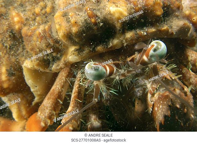 Anemone hermit crab, Dardanus pedunculatus, eye detail Dumaguete, Negros Island, Philippines
