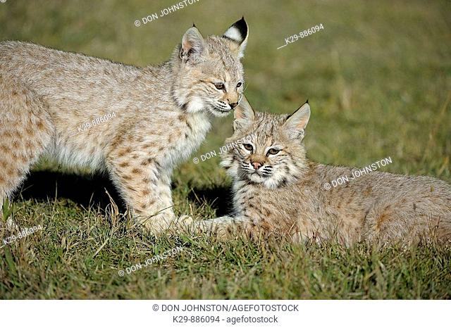 Bobcat Felis rufus- captive  Babies