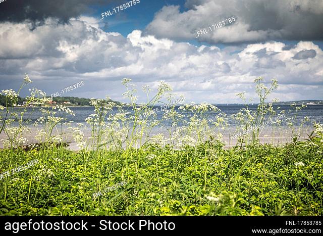 View over blooming goutweed to the Flensburg Fjord in Wassersleben