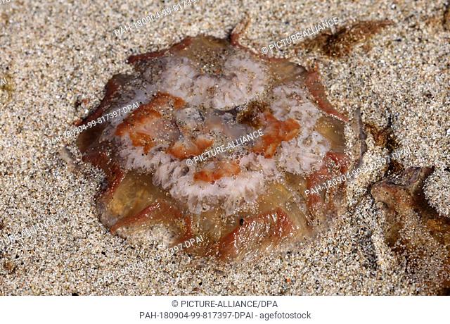 04.09.2018, Mecklenburg-Western Pomerania, Graal Müritz: A lion's mane jellyfish lies at the Baltic Sea beach, strong wind and waves have carried it on dry land