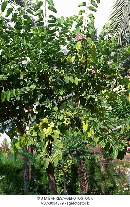 Orchid tree or mountain ebony (Bauhinia variegata purpurea) is an ornamental tree native to south Asia