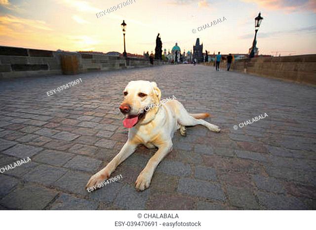 Sunrise in Prague - yellow labrador retriever is waiting on Charles Bridge