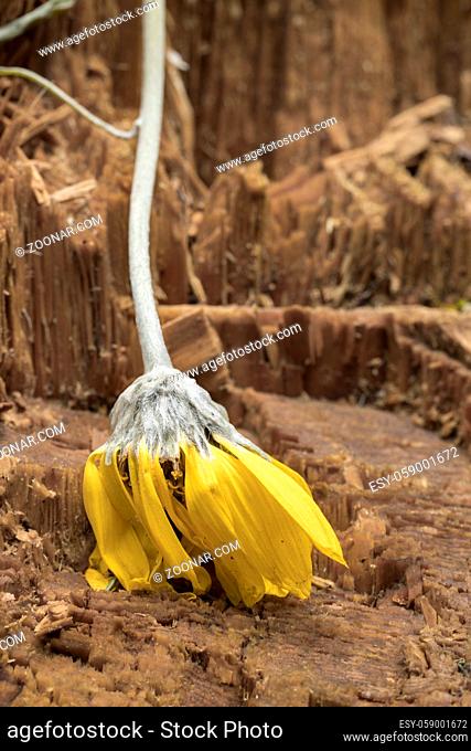 A wilting yellow flower lays over the stump of a pine tree in north Idaho