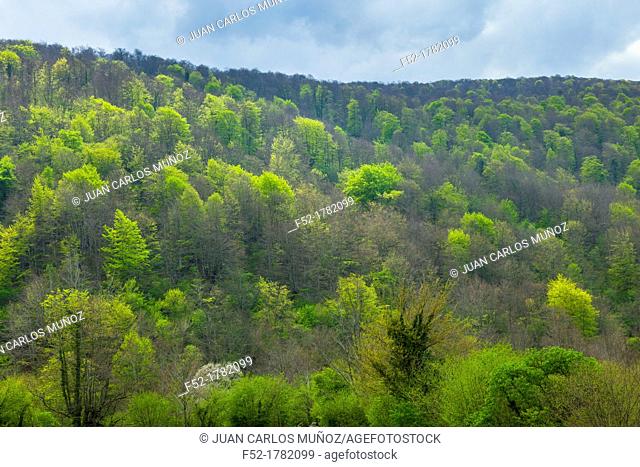 European Beech or Common Beech forest, Saja-Besaya Natural Park, Cantabria, Spain, Europe