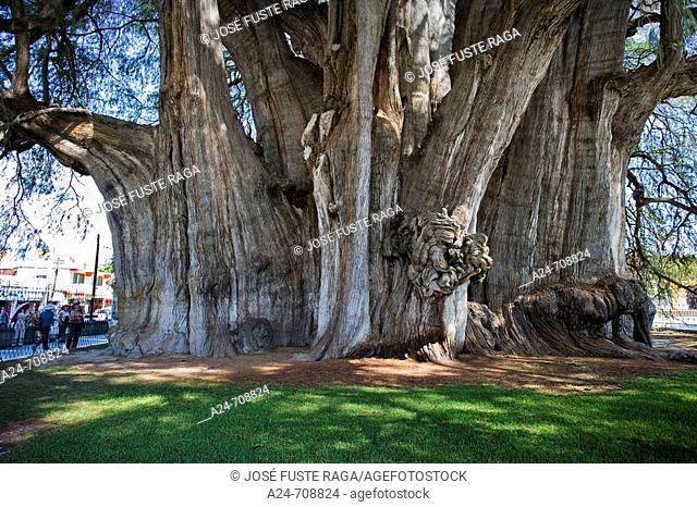 Oxaca State. Near Oaxaca City. Tule City. The Tule Tree