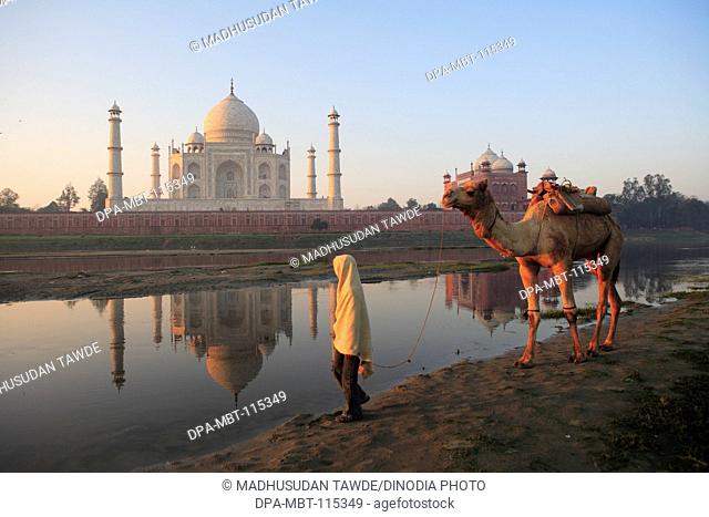 Man carrying camel at Taj Mahal Seventh Wonders of World on the south bank of Yamuna river , Agra , Uttar Pradesh , India UNESCO World Heritage Site