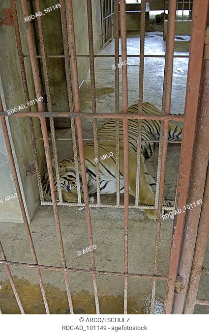 Tiger in cage Tiger Temple Kanchanaburi Thailand Tiger im Kaefig Tigertempel Kanchanaburi Thailand Watpa Luangta Bua Yannasumpanno