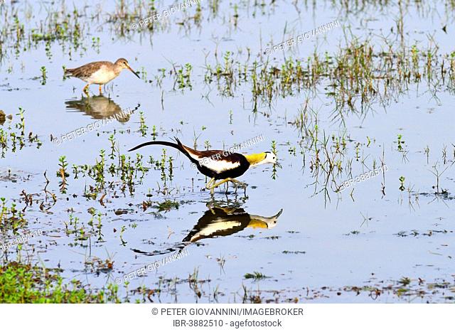 Pheasant-tailed Jacana (Hydrophasianus chirurgus), Bundala National Park, Southern Province, Sri Lanka