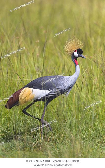 Grey-crowned Crane (Balearica regulorum), Maasai Mara National Reserve, Kenya, Africa