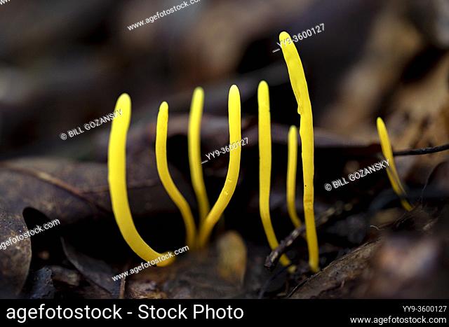 Yellow Club Fungus (Clavulinopsis species) - Pisgah National Forest, near Brevard, North Carolina, USA