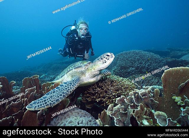 Green Sea Turtle and Scuba diver, Chelonia mydas, Komodo National Park, Indonesia