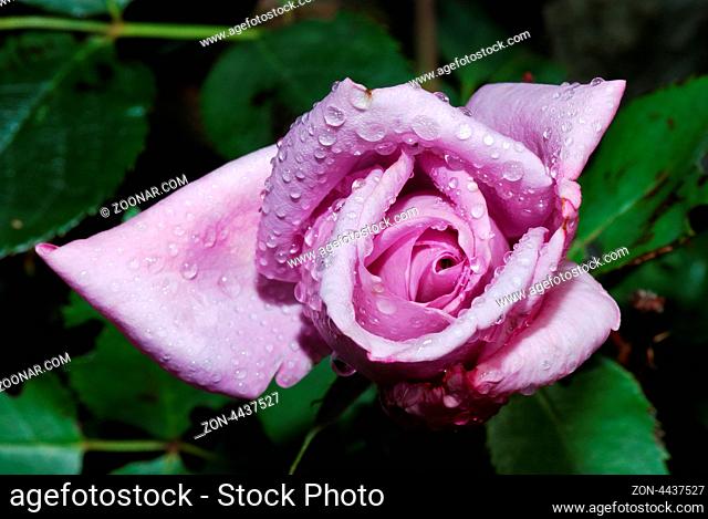frische fliederfarbene rose mit tropfen im sommer querformat