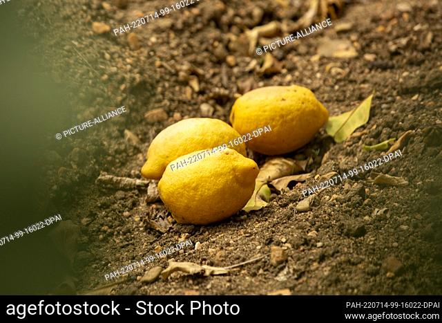 12 July 2022, Portugal, Tomar: Lemons fallen from the tree lie on the ground. Photo: Viola Lopes/dpa. - Tomar/Beselga/Portugal