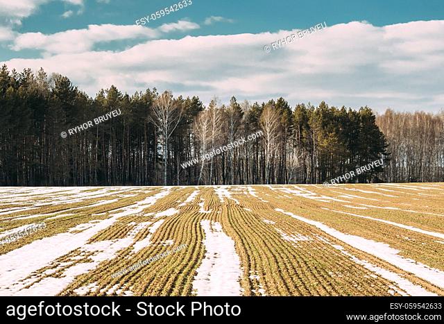 Spring Plowed Field Partly Covered Winter Melting Snow Ready For New Season. Ploughed Field In Early Spring. Farm, Agricultural Landscape Under Scenic Cloudy...