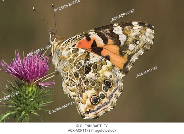 A Painted Lady butterfly Vanessa cardui in Etobicoke, Ontario, Canada