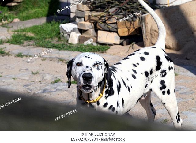 photographed close-up of a dog Dalmatians, protected areas near the building