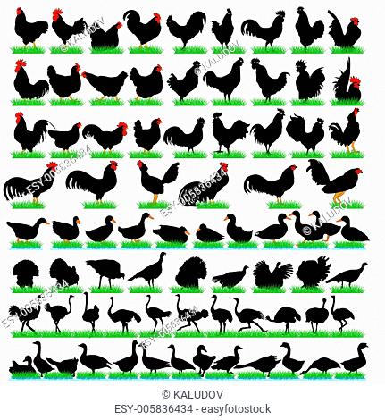 77 Farm Birds Detailed Silhouettes Set