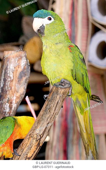 Bird, Periquitão Maracanã, Jandaia-verdadeira, Rio Preguiças, Vassouras, Maranhão, Brazil