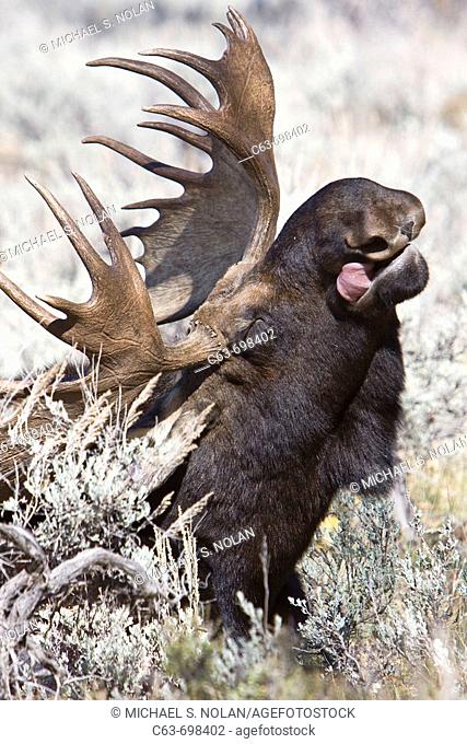 Adult bull moose Alces alces shirasi near the Gros Ventre river just outside of Grand Teton National Park, Wyoming, USA  The moose is actually the largest...