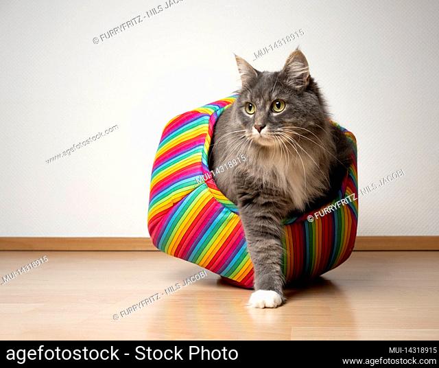 cute cat coming out of multi colored pet cave looking to the side curiously with copy space