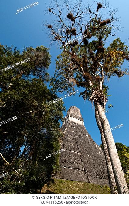 Temple I known also as temple of the Giant Jaguar, Tikal mayan archaeological site, Guatemala