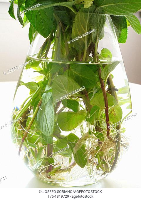 Mint in hydroponics