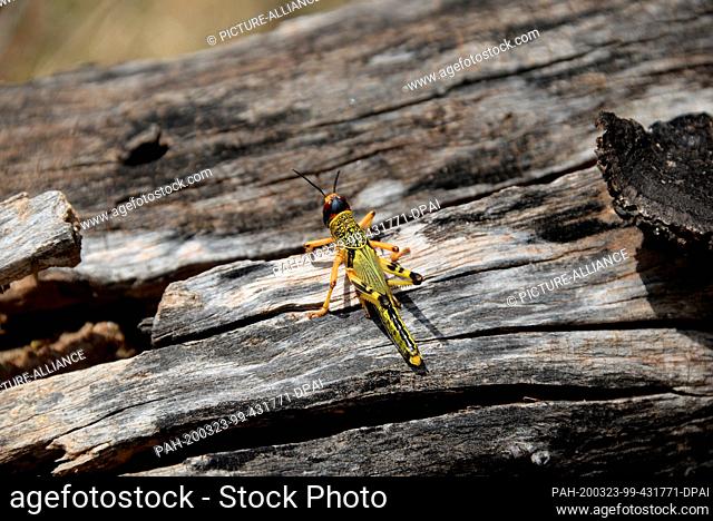 03 March 2020, Kenya, Archers Post: A desert grasshopper sits on a tree trunk in the Samburu region of northern Kenya. It belongs to a new generation of locusts...