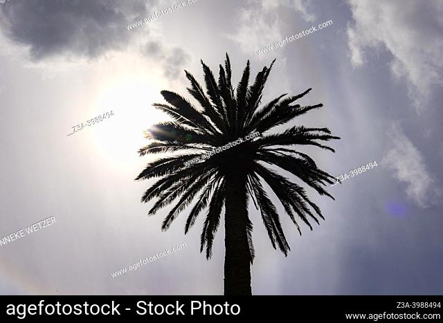 Furnas, Sao Miguel Island, Azores, Portugal: silhouette of a palm tree with a clouded sky