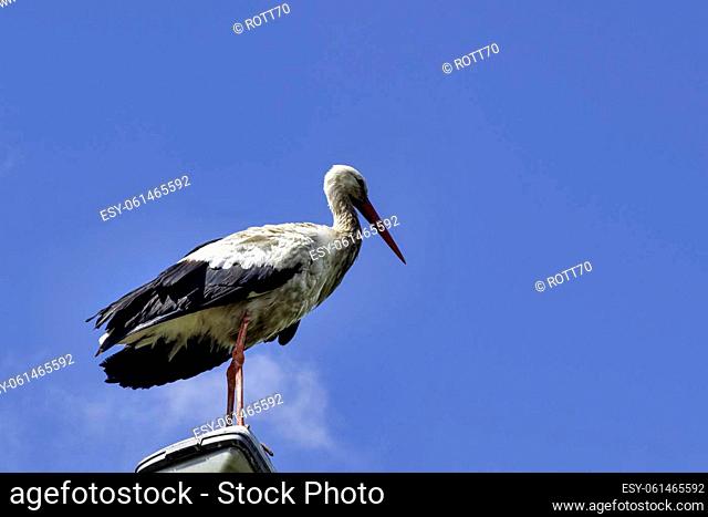 Adult white stork (Ciconia ciconia) on the street lamp - Choczewo, Pomerania, Poland