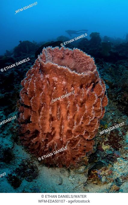 Barrel Sponge, Xestospongia testudinaria, Raja Ampat, West Papua, Indonesia