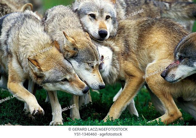 EUROPEAN WOLF canis lupus, GROUP SHOWING DOMINANCE AND SUBMISSION