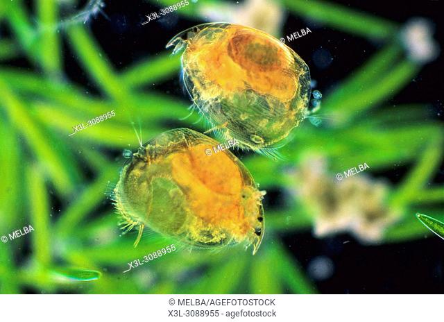 Daphnia pulex. Water flea with eggs. Copepod. Crustacean. Invertebrate. Optic microscopy