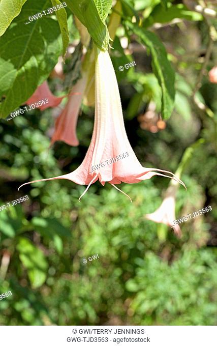 BRUGMANSIA 'PINK BEAUTY'