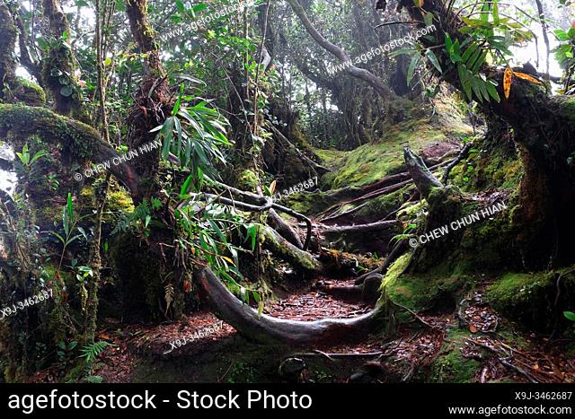 Mossy Forest, Cameran Highlands, Malaysia