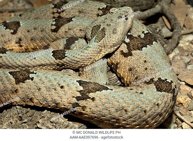 Banded Rock Rattlesnake (Crotalus lepidus klauberi) in controlled situation in Central PA, USA. Native to SW USA and Mexico