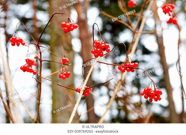 viburnum berries in winter. winter day. January