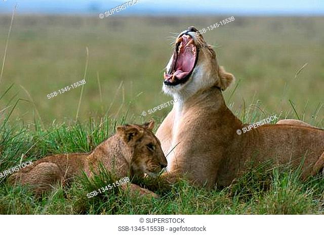 Lioness Panthera leo yawning in a forest with its cub, Masai Mara National Reserve, Kenya