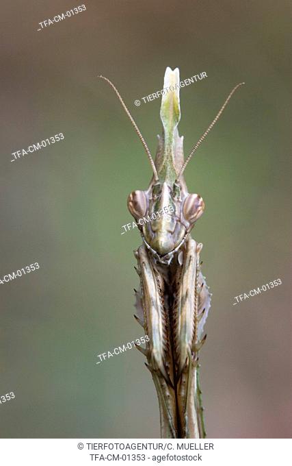 conehead mantis