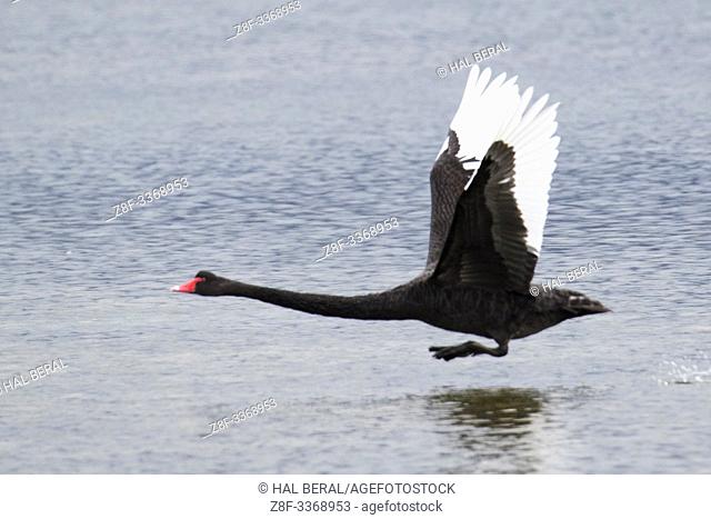 Black Swan taking off (Cygnus atratus) South Island, New Zealand